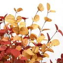 Yuejia 3Pcs 27.5in/70cmArtificial Eucalyptus Stems Fall Decorations with Fall Eucalyptus Leaves Autumn Decorations for Office and Home Artificial Plants for Floral Arrangement image 4