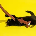 ZEZE Dachshund Shaped Cat Teaser Toy, Plush Bite Resistant, Interactive Self-Play Cat Toy image 2