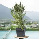 DEROMA Quadro Save R Anthracite à réserve d'eau 35cm image 2