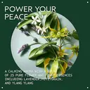 Aveda Shampure Shampooing nourrissant - 250 ml image 2