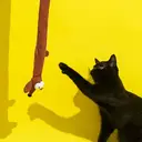 ZEZE Dachshund Shaped Cat Teaser Toy, Plush Bite Resistant, Interactive Self-Play Cat Toy image 1