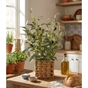 Candlelight Artificial Olive Tree in Wicker Basket 44.5cm image 1
