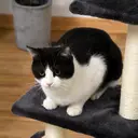 PawHut Arbre à chat arbre à grimper griffoir pour chat hauteur 72 cm balle suspendue gris foncé image 3