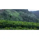 English Tea Shop - Organic Darjeeling Black Tea - 20g image 2