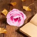 Wei’s Moment 20Pcs Artificial Flowers Roses, Real Touch
Foam Roses, Fake Flowers Rose for DIY Wedding Bridal Bouquets Baby Shower Table Centerpieces Home Decorations, Cream Pink image 0