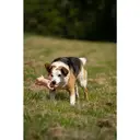 Petface Buddies Latex Lounging Pig Dog Toy image 3