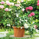 DEROMA Cilindro Day R cuit 40 cm image 2