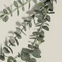 Paul Mitchell Clean Beauty Everyday Conditioner 250ml image 5