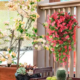 2PCS 30.7in/78cm
Artificial Fake Hanging Flowers Plants for Outdoor Spring Summer Decoration, Faux Silk Violet Look Real Trailing Vines for Outside Home Planter Porch Patio(Rose Red)