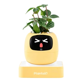Yellow Home Accessories - Bright Décor Pieces & Accent Items
