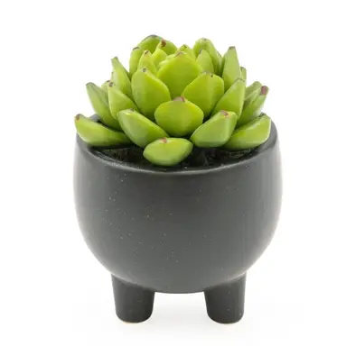 Candlelight Artificial Echeveria Succulent in Ceramic Pot 7.4cm