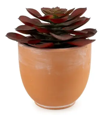 Candlelight Artificial Brown Echeveria Succulent in Terracotta Effect Pot 13cm