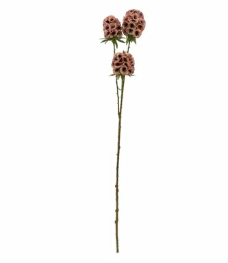 Candlelight Artificial Scabiosa Stellata Flower Stem Pink 61cm