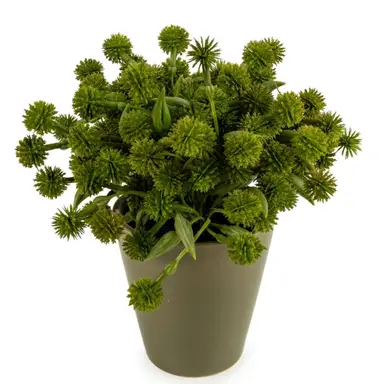 Candlelight Artificial Allium Plant in Ceramic Pot Green 20cm