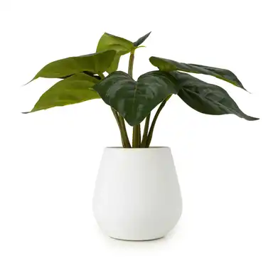 Candlelight Artificial Alocasia Plant in Cement Pot 18cm