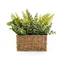 Candlelight Artificial Ferns in Woven Basket 30cm image 0