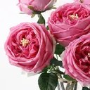 2Pcs 17.71in/45cm
Artificial Austin Tea Rose Latex Simulation Flower Really Touch Wedding Banquet Family Party Garden Flowers Arrangement Decor(rose red) image 8