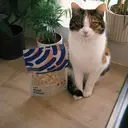 Waita Freeze Dried Cod Cubes 40g image 7