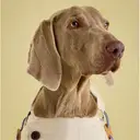 Rosewood x Joules Sandshell Raincoat for Large Dogs image 2