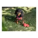 Ancol Viva Collar Red 20-26cm Size 1 image 1