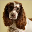 Rosewood x Joules Sandshell Raincoat for Medium Dogs image 2