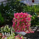 Yuejia Lot de 4 bouquets suspendus de fleurs artificielles en soie liseron rose - 75 cm image 5