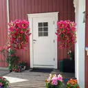 Yuejia Lot de 4 bouquets suspendus de fleurs artificielles en soie liseron rose - 75 cm image 8