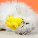 Petgravity Jouet interactif en peluche pour chat, Canard à ailes battantes, Lot de 1, Rechargeable USB-C, Contient de l’herbe à chat, Jouet couineur, Jouet de chasse image 3