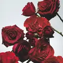 Jo Malone London Red Roses Cologne 30ML image 1