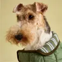 Rosewood x Joules Khaki Quilted Coat for Dogs Medium image 1