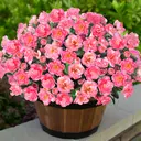 Yuejia Lot de 6 bouquets de fleurs artificielles en soie camélia rose - 38 cm image 1