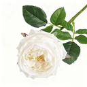 Yuejia 2Pcs 17.71in/45cmArtificial Austin Tea Rose Latex Simulation Flower Really Touch Wedding Banquet Family Party Garden Flowers Arrangement Decor(white) image 2