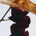 Jo Malone Dark Amber & Ginger Lily Eau de Cologne en spray 100 ml image 1