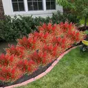 Yuejia 4Pcs 14.96in/38cmArtificial Outdoor Plants Fake Cedar Plants Plastic Faux Pinetree Stems Greenery Shrubs Colorfast Indoor Outdoor Christmas Home Decor for Windowbox Garden Porch Path image 0