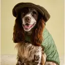 Rosewood x Joules Khaki Quilted Coat for Dogs Medium image 3