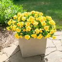 Yuejia Lot de 6 bouquets de fleurs artificielles en soie camélia jaune - 38 cm image 4