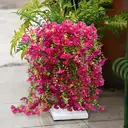 Yuejia Lot de 4 bouquets suspendus de fleurs artificielles en soie liseron rose - 75 cm image 7