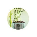 Clementoni Science & Play Mini Greenhouse image 5