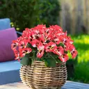 Yuejia 4Pcs 11in/28cmArtificial Pansies Flowers Outdoor Faux Flowers Plastic Plants Artificial Silk Flowers for Front Porch Garden Window Box Hanging Planter Decoration(red) image 8