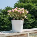 DEROMA Vaso Save R Bianco à réserve d'eau 48cm image 2