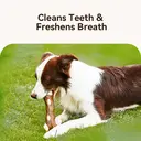 Blinkit Branch-Shaped Dog Chew Toy, Cowhide and Nylon Durable Stick Toy for Aggressive Chewers (17.7×7.3×3.3cm) image 5