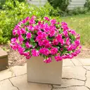 Yuejia Lot de 6 bouquets de fleurs artificielles en soie camélia fuchsia - 38 cm image 3