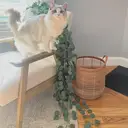 Yuejia Lot de 2 guirlandes d'eucalyptus artificielles - 1,8 m   image 9