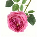 2Pcs 17.71in/45cm
Artificial Austin Tea Rose Latex Simulation Flower Really Touch Wedding Banquet Family Party Garden Flowers Arrangement Decor(rose red) image 2