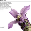 The Lab Co. Luxury Scented Candle | 20hrs Burn Time | Relaxing Fragrance with Cotton, Lavender and Jasmine | 100% Vegan Soy Wax | 90g wax weight image 6