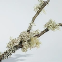 Burberry London for Men Eau de Toilette pour homme 100 ml image 4