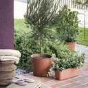 DEROMA Vaso Origin Cotto 20cm image 3