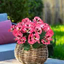 Yuejia 4Pcs 11in/28cmArtificial Pansies Flowers Outdoor Faux Flowers Plastic Plants Artificial Silk Flowers for Front Porch Garden Window Box Hanging Planter Decoration(rose red) image 6