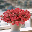 Yuejia  4Pcs 13.77in/35cmArtificial Billy Ball Flower Man Fake Plants Living Room Decoration Ornaments Desktop Fake Flowers(red) image 0