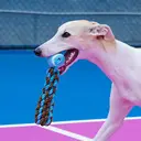 ZEZE "Sure!" Rope Ball Pet Toy, Interactive Chew Toy for Cats Dogs (Blue) image 2